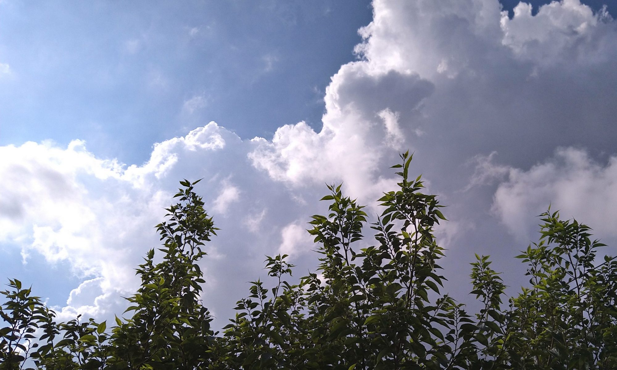 めぐりあう書物たち 尾関章 読む 考える の By Chance